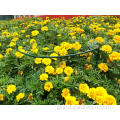 Flower Support Bush Support Pwder Coated Supplier